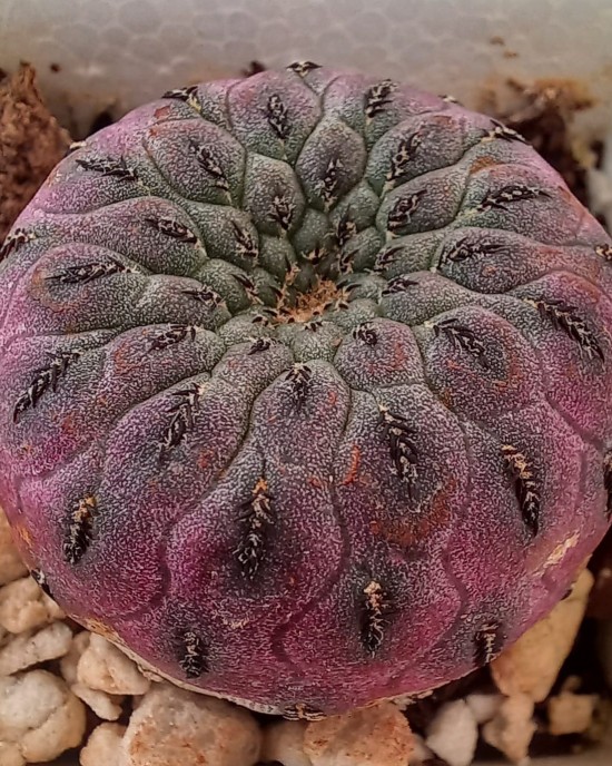 Sulcorebutia rauschii f. violacidermis