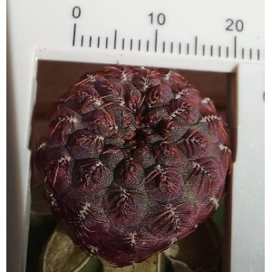 Sulcorebutia rauschii f. violacidermis injertada