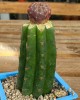 Sulcorebutia rauschii f. violacidermis injertada