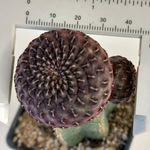 Sulcorebutia rauschii f. violacidermis injertada