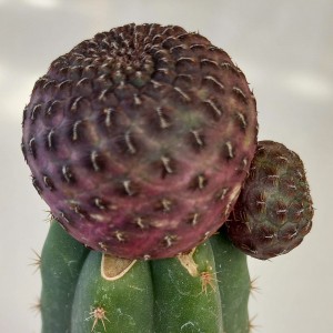 Sulcorebutia rauschii f. violacidermis injertada