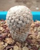 Turbinicarpus valdezianus 