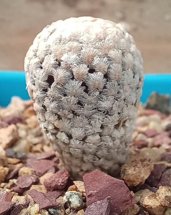 Turbinicarpus valdezianus 