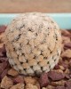 Turbinicarpus valdezianus 