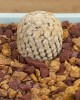 Turbinicarpus valdezianus 