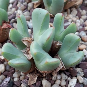 Conophytum christiansenianum s Springbok