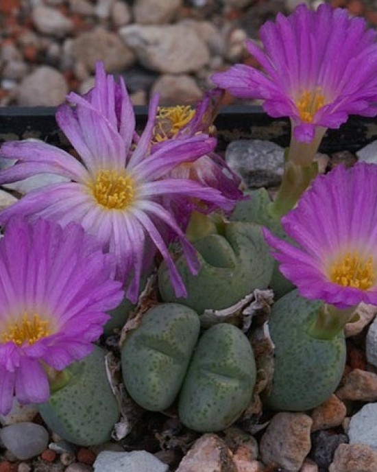 Conophytum taylorianum ssp ernianum