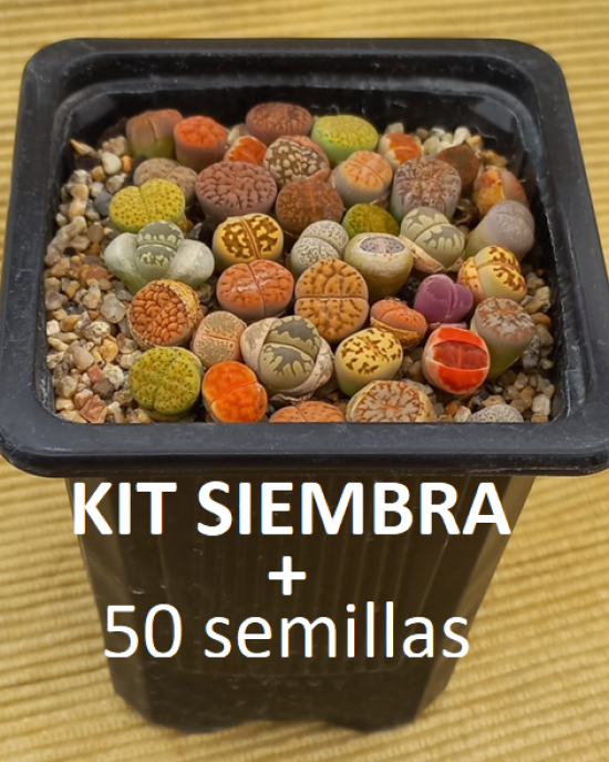 1 Kit de siembra + 50 semillas de Lithops mixtas