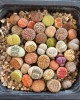 1 Kit de siembra + 50 semillas de Lithops mixtas