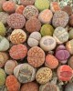 1 Kit de siembra + 50 semillas de Lithops mixtas