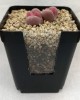 1kg Sustrato Para Lithops/aizoáceas/cactus + Piedras Drenaje
