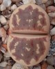 Lithops dorotheae C300