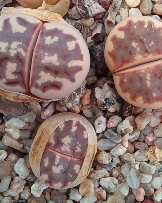 Lithops dorotheae C300