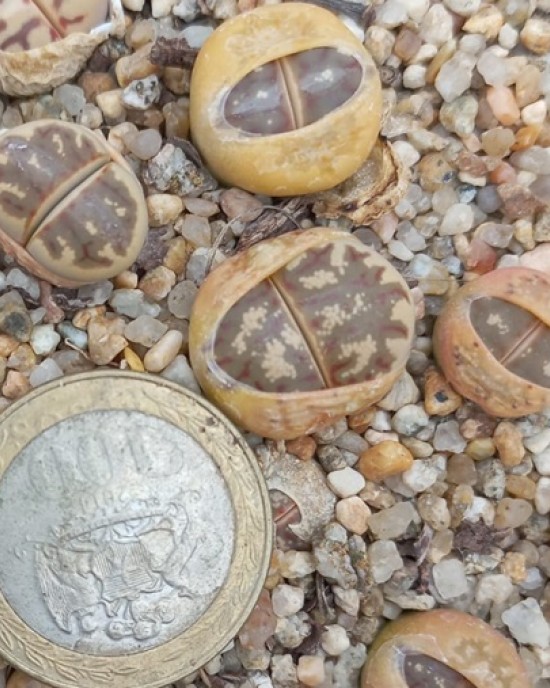 Lithops dorotheae C300