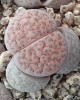 Lithops fulviceps v. lactinea C222