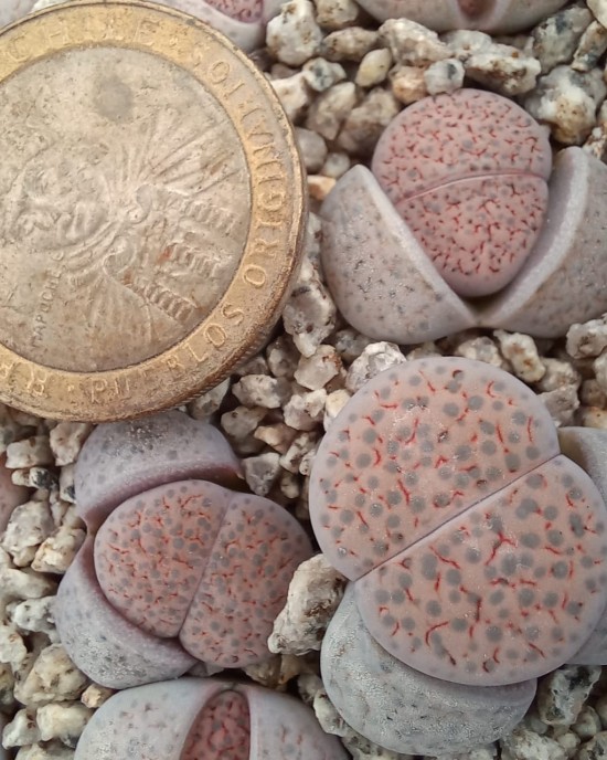 Lithops fulviceps v. lactinea C222