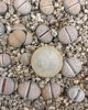 Lithops fulviceps C266