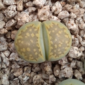 Lithops julii ssp fulleri cv fullergreen C56A