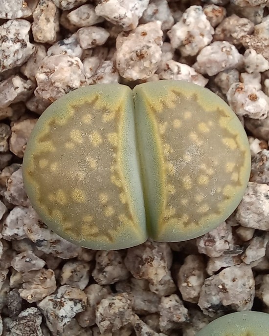 Lithops julii ssp fulleri cv fullergreen C56A