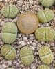 Lithops julii ssp fulleri cv fullergreen C56A