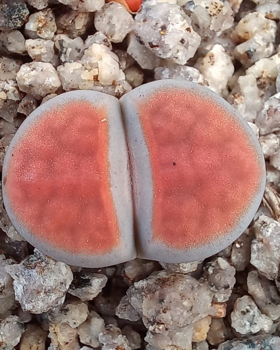 Lithops karasmontana, apricot selection