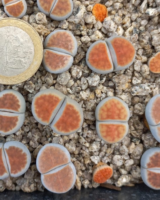 Lithops karasmontana, apricot selection