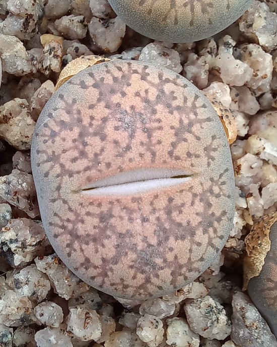 Lithops lesliei ssp. lesliei v. hornii C15