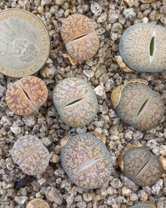 Lithops lesliei ssp. lesliei v. hornii C15