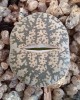 Lithops lesliei C341