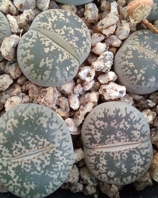 Lithops lesliei C341