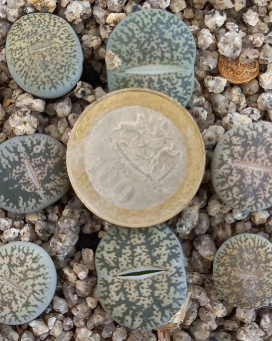 Lithops lesliei C341