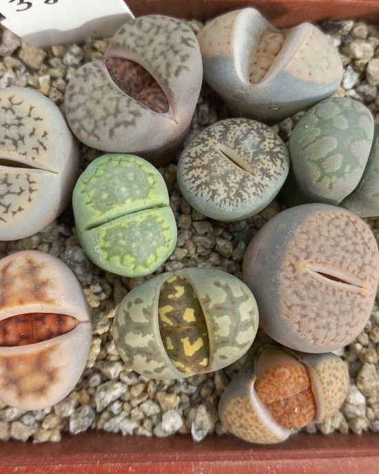 50 Lithops Mixtos aleatorios 