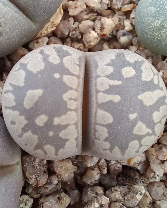 Lithops otzeniana C350