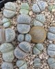 Lithops otzeniana C350