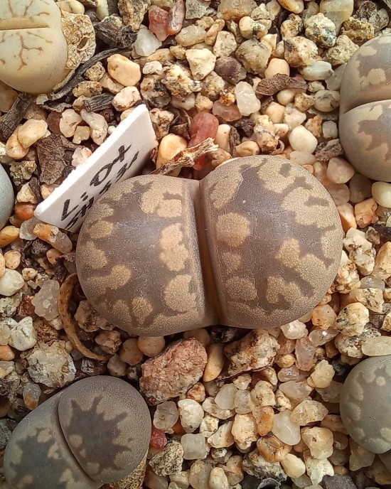 Lithops otzeniana SH531