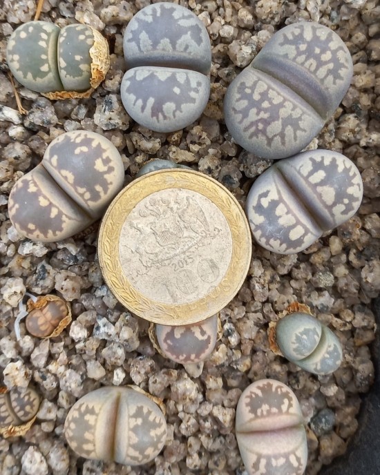 Lithops otzeniana SH531