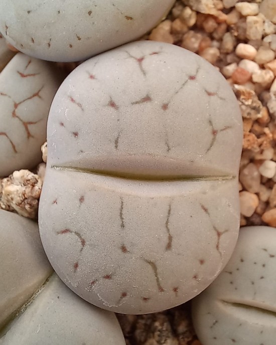 Lithops pseudotruncatella ssp archerae C104