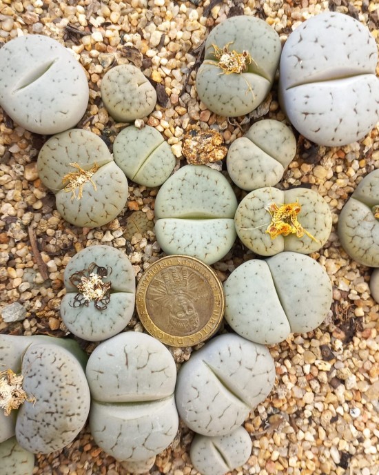 Lithops pseudotruncatella ssp archerae C104