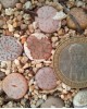 Lithops pseudotruncatella ssp volkii C69