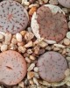 Lithops pseudotruncatella ssp volkii C69