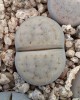 Lithops schwantesii ssp s. v uricosensis C105