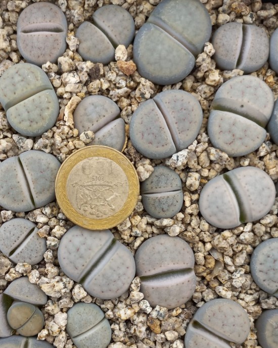 Lithops schwantesii ssp s. v uricosensis C105