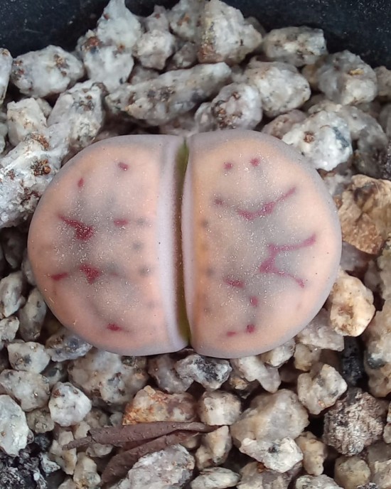 Lithops schwantesii C79