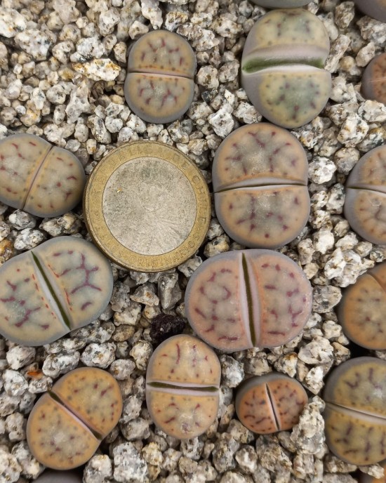 Lithops schwantesii C79