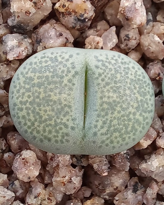 Lithops terricolor 'Green Sandpoort'