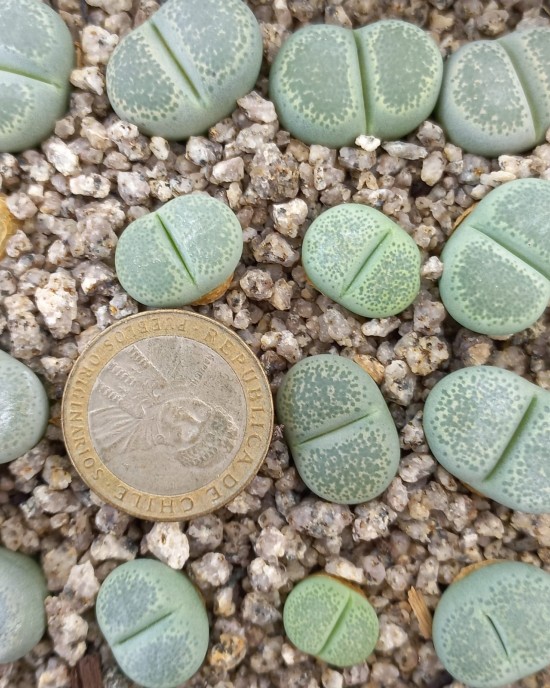 Lithops terricolor 'Green Sandpoort'