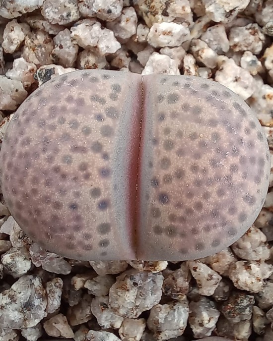 Lithops terricolor (Prince Albert form) C134