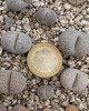 Lithops terricolor (Prince Albert form) C134