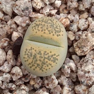Lithops terricolor 'Speckled Gold' C345A