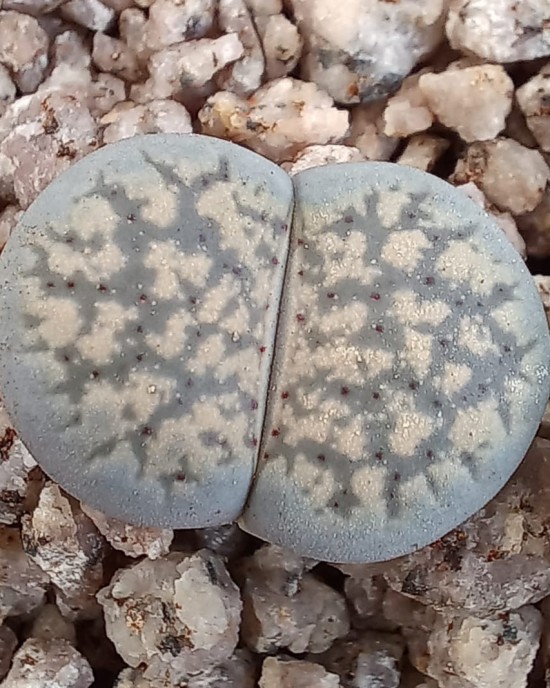 Lithops verruculosa C159